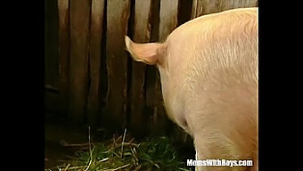 Mature Lady With Hairy Pussy Gets Fucked In The Barn